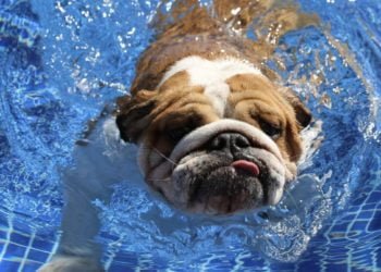 Hamilton left heartbroken by death of dog Coco