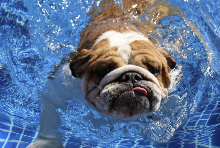 Hamilton left heartbroken by death of dog Coco