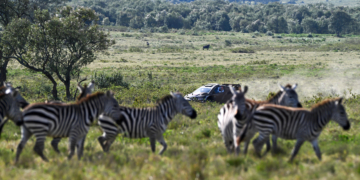 Elfyn Evans bags the big game on Safari