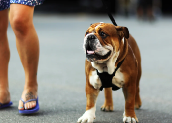 Lewis Hamilton's English Bulldog Roscoe became a celebrity in his own right in the F1 paddock