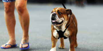 Lewis Hamilton's English Bulldog Roscoe became a celebrity in his own right in the F1 paddock